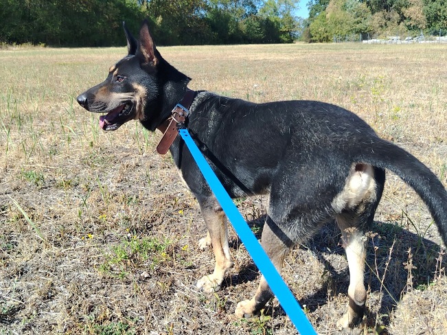 pfotenretterungarn Rexy Aug-26 (5)