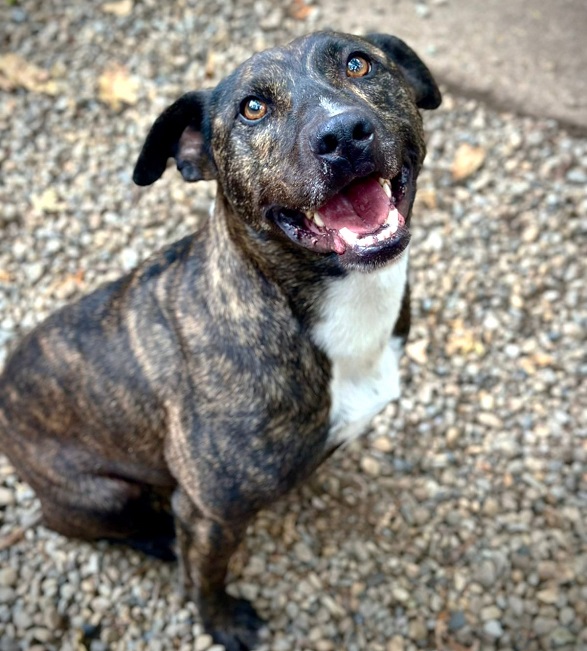 pfotenretterungarn Tony Okt-25 (1)