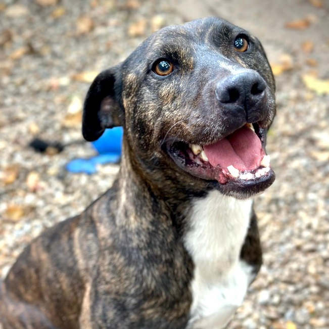 pfotenretterungarn Tony Okt-25 (2)