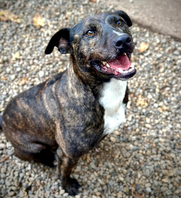 pfotenretterungarn Tony Okt-25 (3)