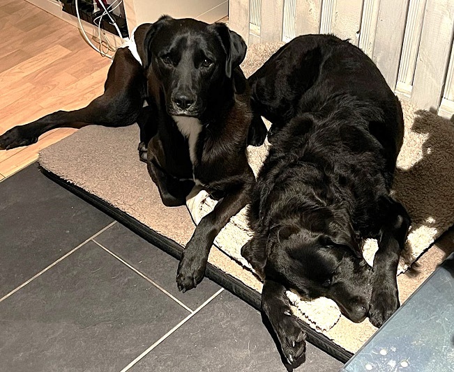 pfotenretterungarn Bonnie PS (3)