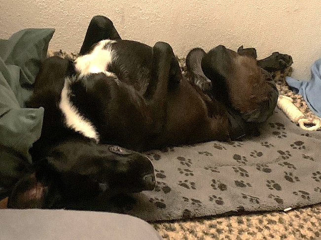 pfotenretterungarn Bonnie PS (4)