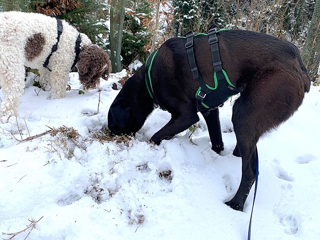 pfotenretterungarn Bonnie PS (5)