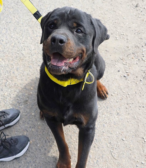 pfotenretterungarn Taz (17)