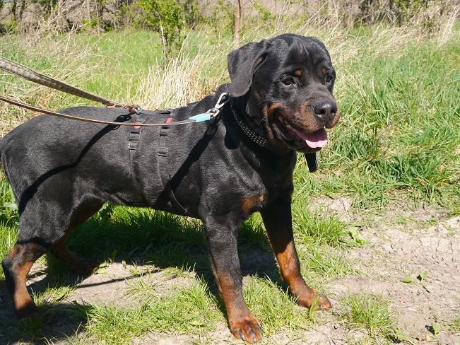 pfotenretterungarn Taz (19)