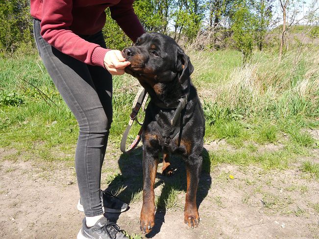 pfotenretterungarn Taz (20)