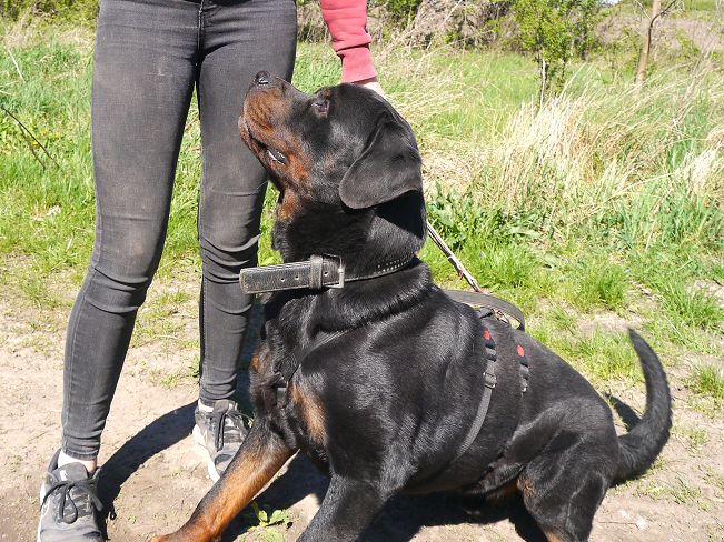 pfotenretterungarn Taz (21)