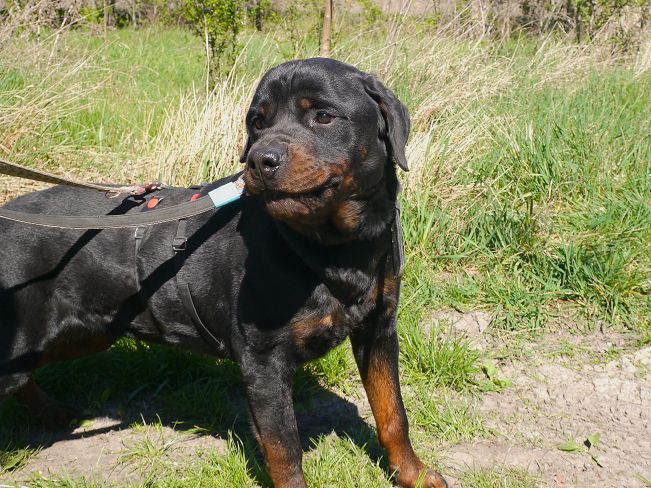 pfotenretterungarn Taz (27)