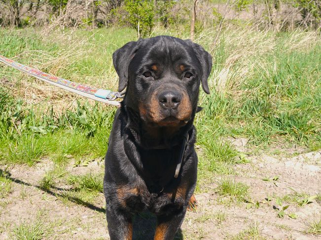 pfotenretterungarn Taz (28)