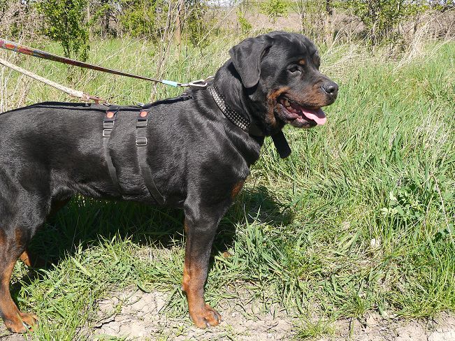 pfotenretterungarn Taz (29)