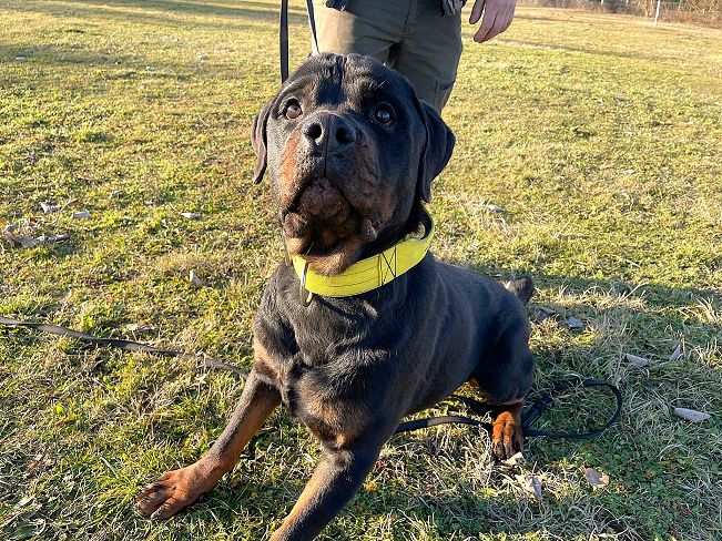 pfotenretterungarn Taz (31)