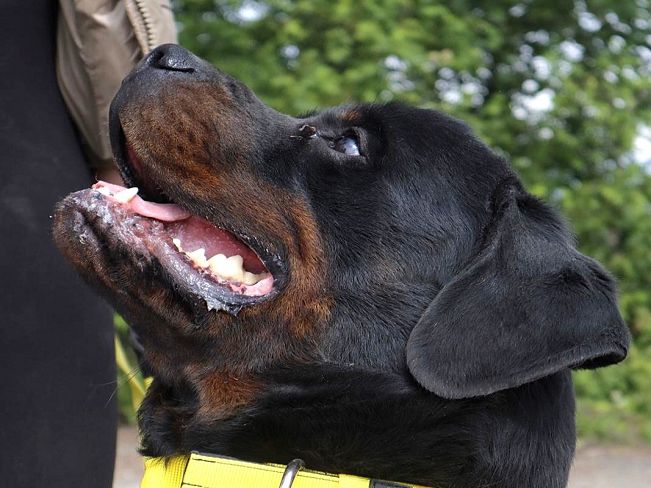 pfotenretterungarn Taz (32)