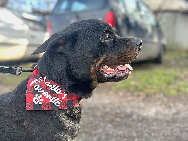 pfotenretterungarn Taz (33)