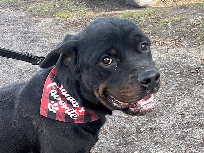 pfotenretterungarn Taz (34)