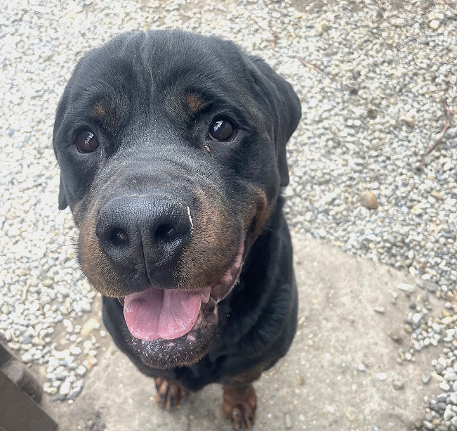 pfotenretterungarn Taz (35)