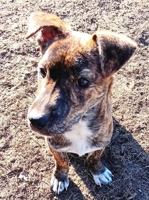 pfotenretterungarn Dory (10)