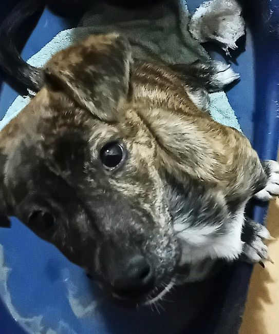 pfotenretterungarn Dory (11)