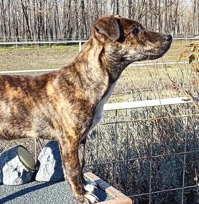 pfotenretterungarn Dory (12)