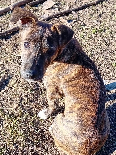 pfotenretterungarn Dory (13)