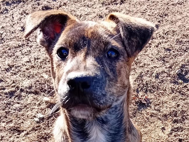 pfotenretterungarn Dory (14)