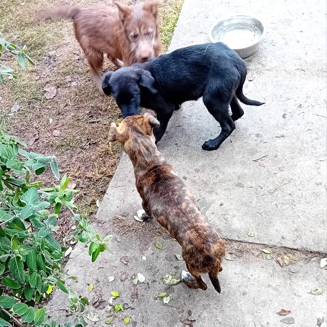 pfotenretterungarn Dory (15)