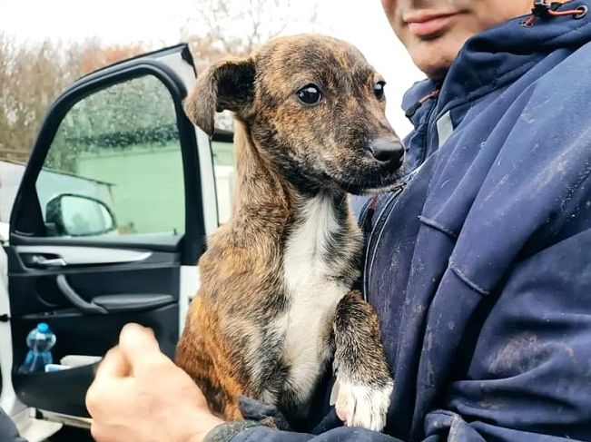 pfotenretterungarn Dory (16)