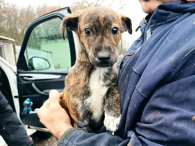 pfotenretterungarn Dory (2)