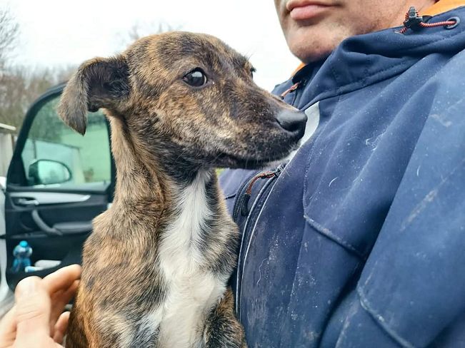 pfotenretterungarn Dory (3)