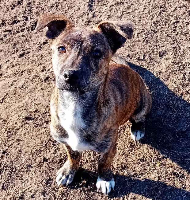 pfotenretterungarn Dory (4)