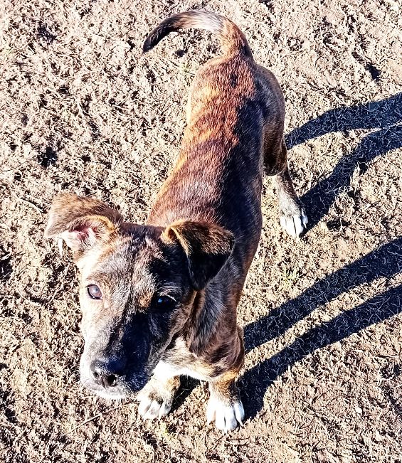 pfotenretterungarn Dory (5)