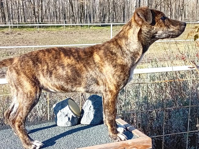 pfotenretterungarn Dory (6)