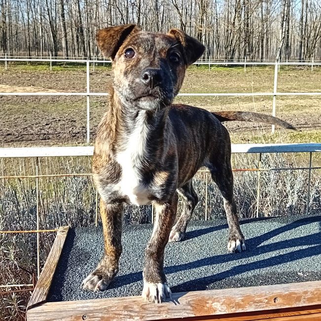 pfotenretterungarn Dory (7)