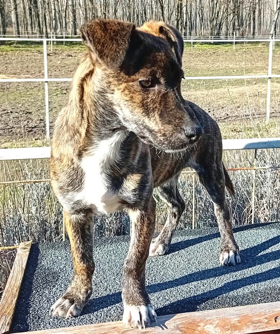 pfotenretterungarn Dory (8)