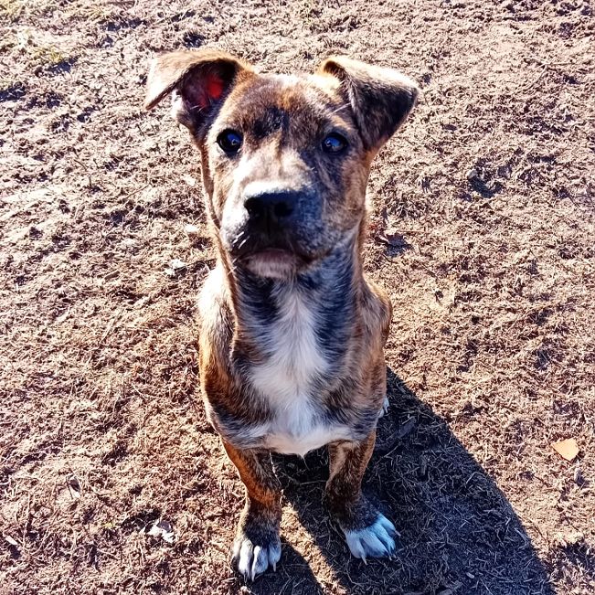 pfotenretterungarn Dory (9)