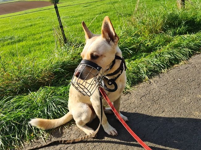 pfotenretterungarn Oskar (10)