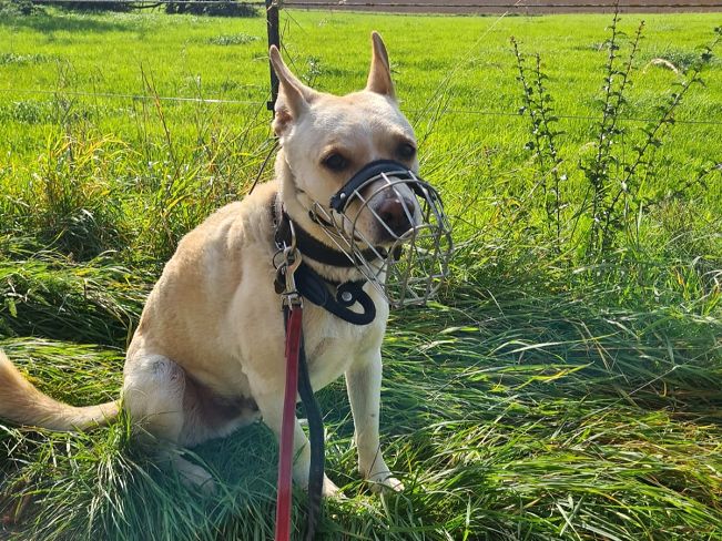 pfotenretterungarn Oskar (11)