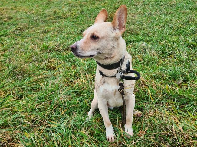 pfotenretterungarn Oskar (12)