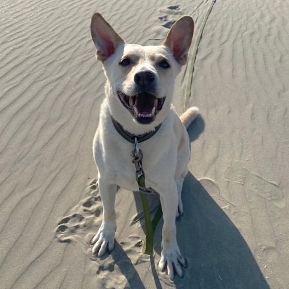 pfotenretterungarn Oskar (13)