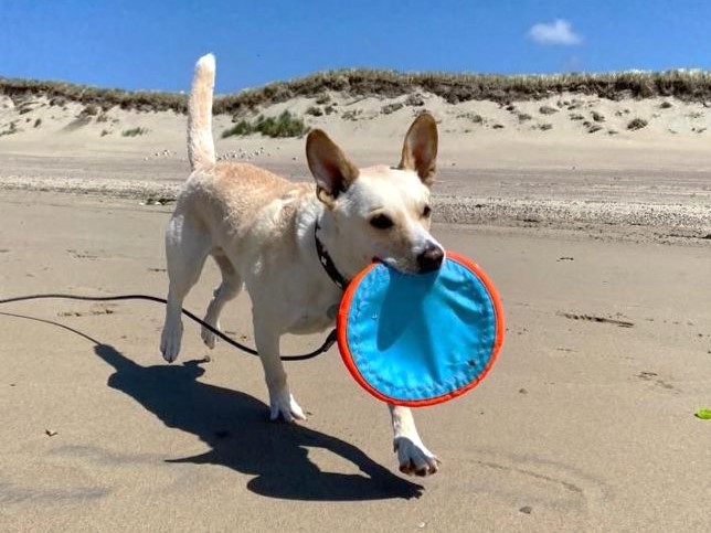 pfotenretterungarn Oskar (14)