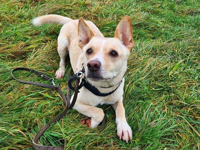 pfotenretterungarn Oskar (2)