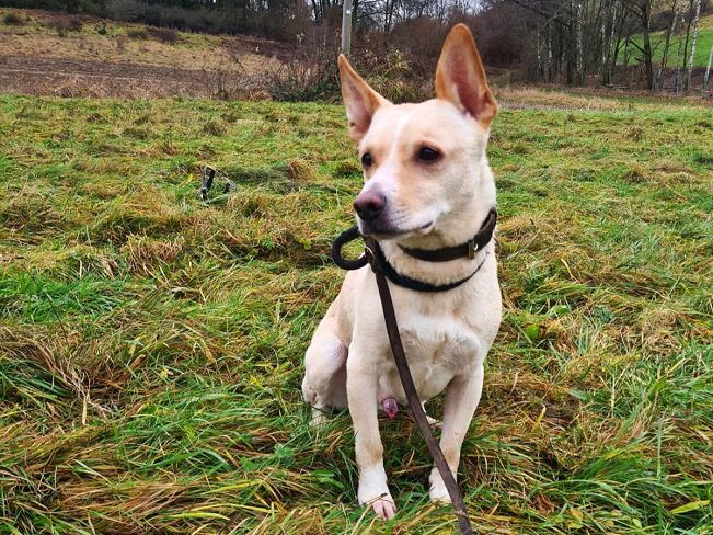 pfotenretterungarn Oskar (4)