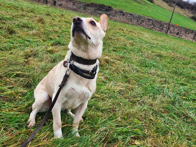 pfotenretterungarn Oskar (5)