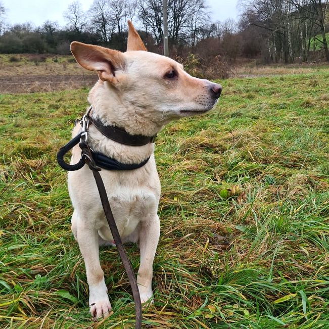 pfotenretterungarn Oskar (6)