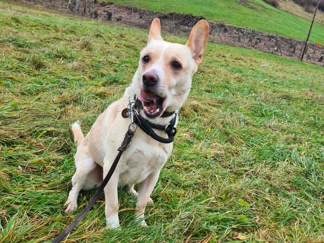 pfotenretterungarn Oskar (8)