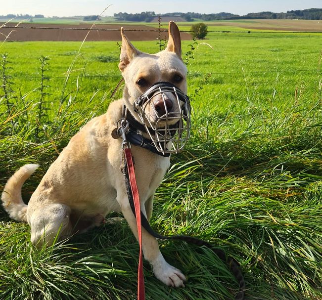 pfotenretterungarn Oskar (9)