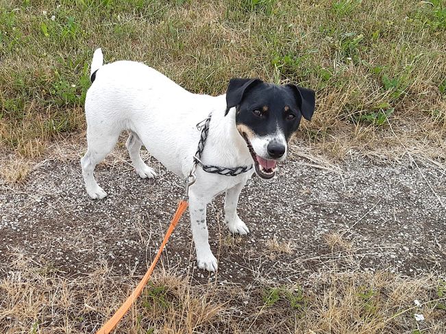 pfotenretterungarn Chipe neu (1)