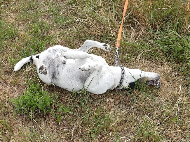 pfotenretterungarn Chipe neu (3)