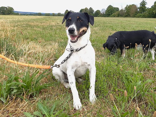 pfotenretterungarn Chipe neu (4)