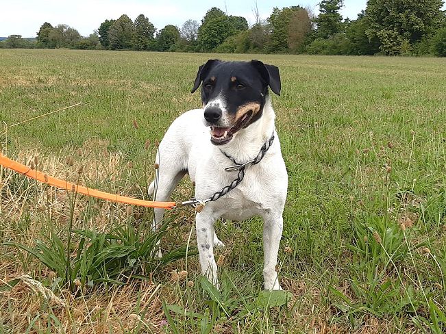 pfotenretterungarn Chipe neu (5)