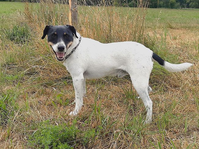 pfotenretterungarn Chipe neu (6)